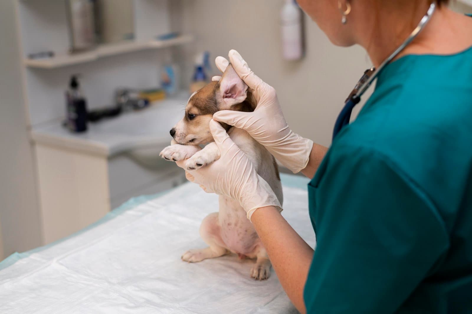 A dog getting their ears checked
